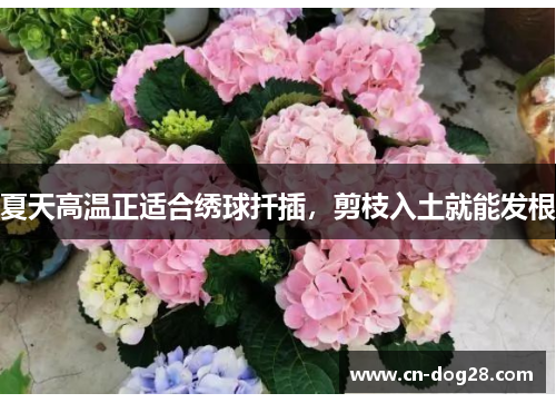 夏天高温正适合绣球扦插，剪枝入土就能发根